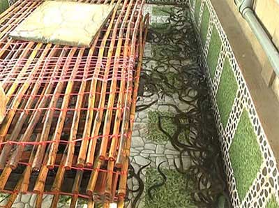 Kỹ thuật ương nuôi lươn giống từ nguồn sinh sản bán nhân tạo, thiết kế ao nuôi lươn, kỹ thuật nuôi lươn không bùn kiểu mới