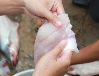 Kỹ thuật xử lý thịt cá tra nuôi thương phẩm bị vàng, thịt cá tra màu trắng