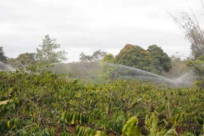 Hướng dẫn kỹ thuật phòng chống hạn cho cây cà phê, hồ tiêu vùng Tây nguyên và Đông Nam Bộ, Mô hình tưới tiết kiệm nước cho cây cà phê