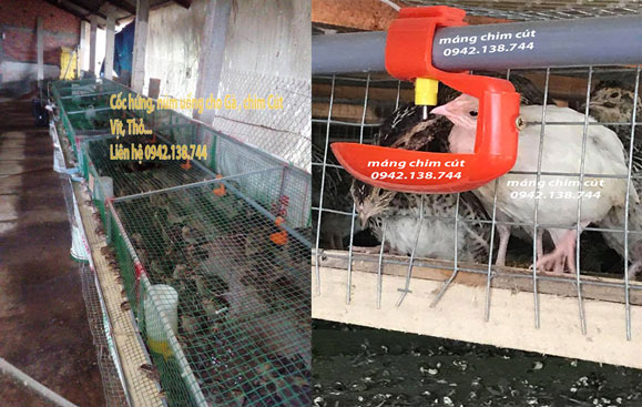 hệ thống máng nước tự động cho gà, núm uống tự động cho gà