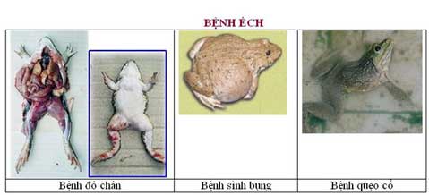 một số bệnh thường gặp ở ếch như bệnh đỏ chân, bệnh sinh bụng, bệnh quẹo cổ