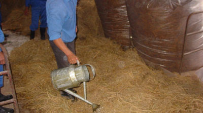 Một số lưu ý khi sử dụng Ure trong chăn nuôi bò sữa, bò thịt