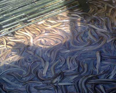 nuôi lươn không bùn trong bể xi măng