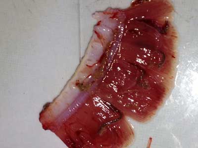 Trung mo neo ky sinh tren mang ca, Phòng trị một số bệnh thường gặp trên cá chẽm nuôi thâm canh