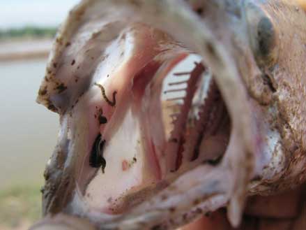 đỉa cá ký sinh trong miệng, Phòng trị một số bệnh thường gặp trên cá chẽm nuôi thâm canh