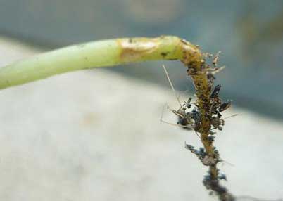 Phòng trừ các bệnh thối rễ và thân có nguồn gốc từ đất trên cây rau màu