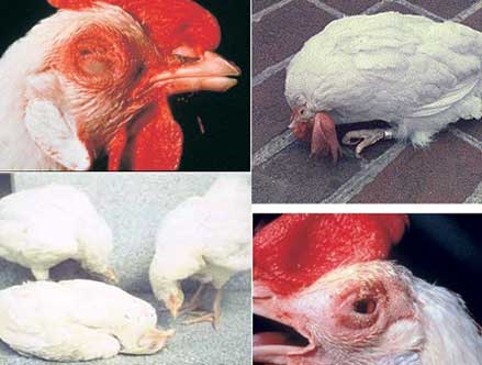 Phương pháp phòng trị bệnh sổ mũi truyền nhiễm ở gà nuôi (Infectious Coryza)