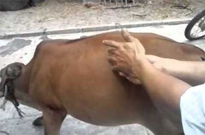 bệnh chương hơi dạ cỏ ở trâu bò, Phương pháp phòng trị bệnh thường gặp ở trâu bò