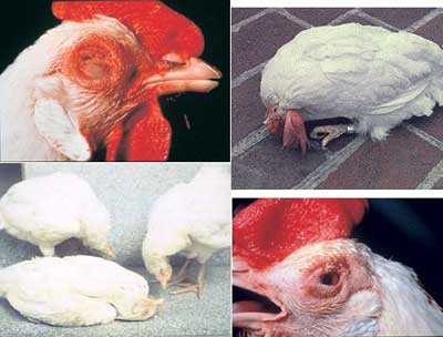Phương pháp phòng trị bệnh thường gặp trong chăn nuôi gà, Các biện pháp phòng trị bệnh dịch tả ở gà