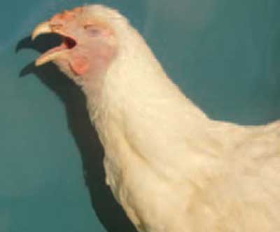 Phương pháp phòng trị bệnh thường gặp trong chăn nuôi gà, Các pháp phòng trị bệnh viêm phế quản truyền nhiễm ở gà