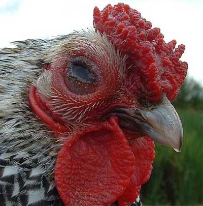 Phương pháp phòng trị bệnh thường gặp trong chăn nuôi gà,Các biện phòng trị bệnh hô hấp mãn tính ở gà