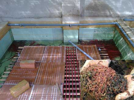 Quy trình Kỹ thuật nuôi lươn không bùn kiểu mới, thức ăn cho lươn nuôi ăn trùn quế