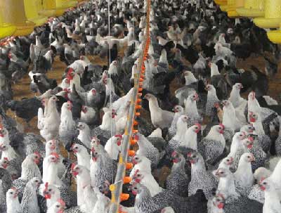 Quy trình chăn nuôi gà AVGA và AAVG giai đoạn gà dò và gà đẻ  