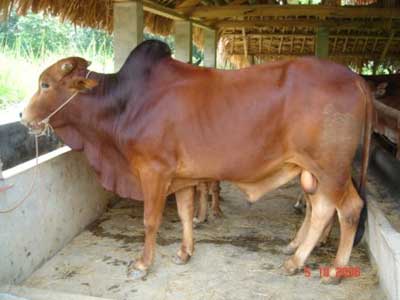 Quy trình kỹ thuật chăn nuôi bò đực giống