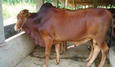hướng dẫn quy trình kỹ thuật chăn nuôi bò giống Lai Zêbu, kỹ thuật chăn nuôi bò lai zebu