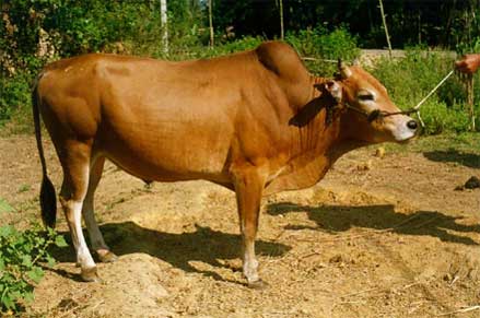 Quy trình kỹ thuật chăn nuôi bò lai Sind, bò cái lai Sind