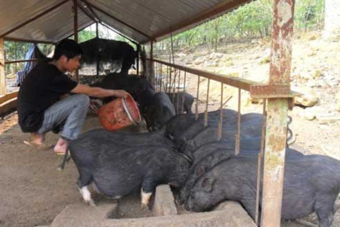 Cung cấp đa dạng thành phần thức ăn cho lợn phát triển tốt nhất