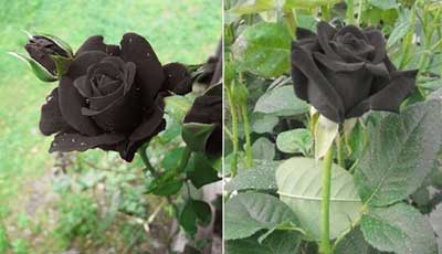 cung cấp giống hoa đen, kỹ thuật trồng hoa hồng đen, Quy trình kỹ thuật lai tạo giống Hoa Hồng