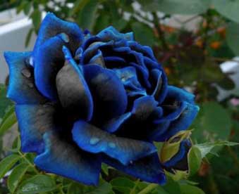 cung cấp giống hoa xanh đen, kỹ thuật trồng hoa hồng xanh đen, Quy trình kỹ thuật lai tạo giống Hoa Hồng