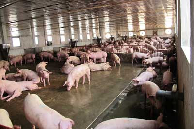 Quy trình kỹ thuật nuôi lợn thịt, quy trình kỹ thuật nuôi heo thịt