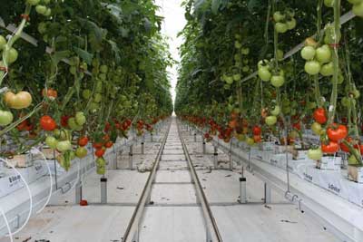 Quy trình kỹ thuật trồng cà chua trên giá thể trong nhà kính, kỹ thuật trồng cà chua trong nhà kính