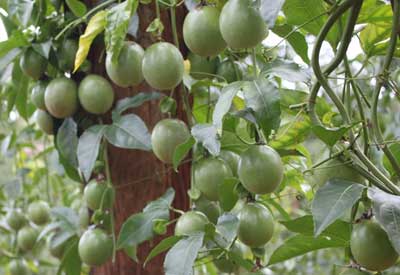 Quy trình kỹ thuật trồng cây chanh leo ( cây chanh dây )