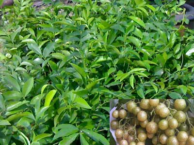 Quy trình kỹ thuật trồng cây mắc mật