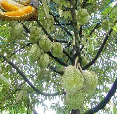 Quy trình kỹ thuật trồng cây Sầu Riêng hạt lép cho hiệu quả kinh tế cao