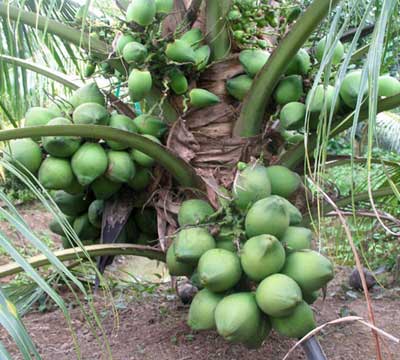 Quy trình kỹ thuật trồng Dừa Xiêm Xanh