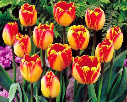 Quy trình kỹ thuật trồng hoa tulip, Hoa TuLip Banja LuKa