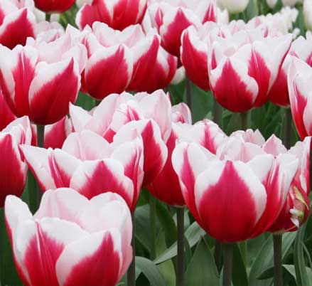 Quy trình kỹ thuật trồng hoa tulip, Hoa TuLip Leen Van DeMark