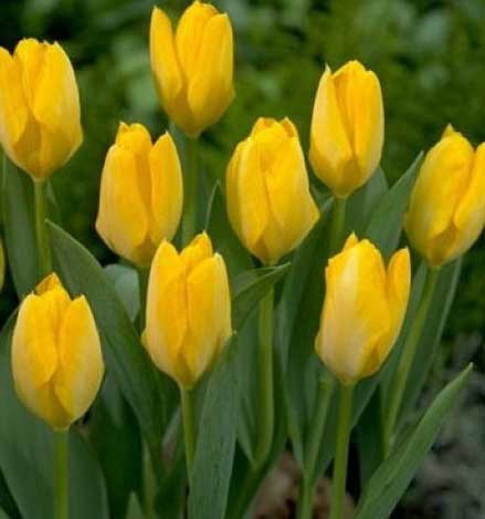 Quy trình kỹ thuật trồng hoa tulip, Hoa TuLip Strongold