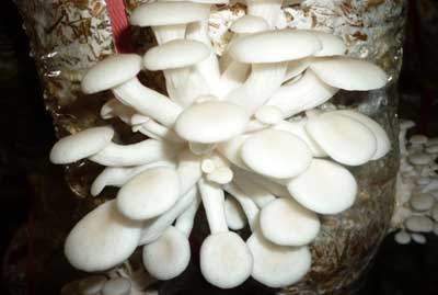 Quy trình kỹ thuật trồng Nấm Bào Ngư Nhật, kỹ thuật trồng nấm bào ngư trắng, quy-trinh-ky-thuat-trong-nam-bao-ngu-nhat