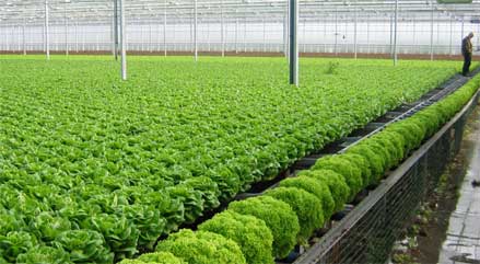Quy trình kỹ thuật trồng rau an toàn, Mô hình trồng rau an toàn sinh học ở Nhật Bản