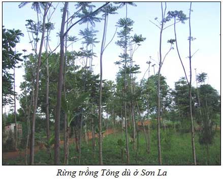 Quy trình Kỹ thuật trồng rừng Tông dù, Kỹ thuật trồng cây Tông dù