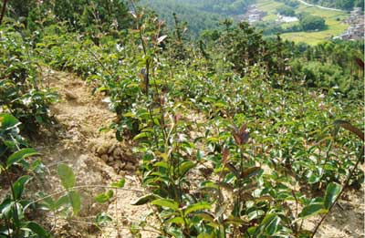 Quy trình kỹ thuật trồng và chăm sóc cây Ba kích (Morinda officinalis How), cơ sở cung cấp dược liệu ba kích