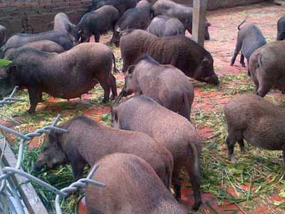 lợn rừng sinh sản, Quy trình kỹ thuật xây dựng chuồng nuôi lợn rừng