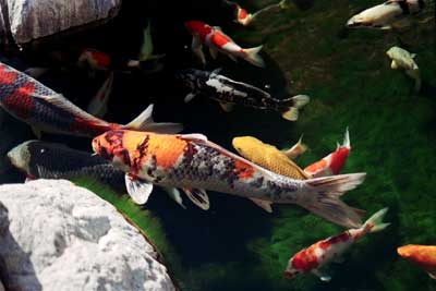 Quy trình sinh sản cá chép Koi