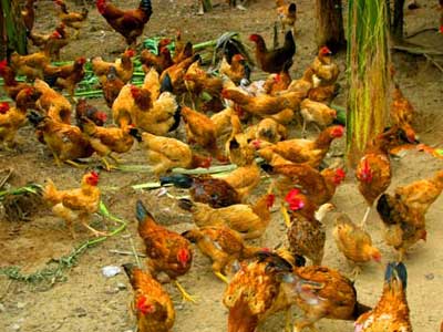 Trang trại cung cấp gà Ta giống nuôi thả vườn, mua bán giống gà ta thả vườn