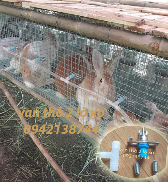 mô hình chăn nuôi thỏ công nghiệp lắp hệ thống nước uống tự động của thỏ