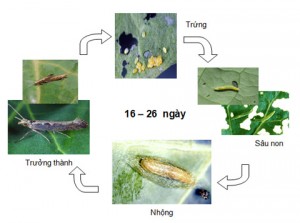 vòng đời sinh sản của sâu tơ, kỹ thuật phòng trừ sâu tơ hai bắp cải (Plutella xylostella)