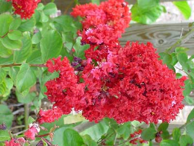 Hướng dẫn kỹ thuật trồng cây hoa tường vi đỏ