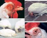 biện pháp phòng trị bệnh trong chăn nuôi gà thịt