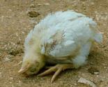 Các biện pháp phòng trị bệnh gà rù - chăn nuôi gà thịt