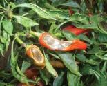Các phương pháp phòng trừ các bệnh hại trên cây ớt