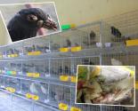 Cách phòng trị bệnh thường gặp ở chim bồ câu - làm giàu từ nuôi chim bồ câu