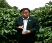Cây Mac ca trồng xen cây cà phê đem lại hiệu quả kinh tế cao