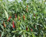 Giới thiệu mô hình trồng ớt cay cho năng suất