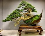 Hướng dẫn cách tạo hình cây cảnh nghệ thuật - Vietnamese bonsai