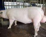 Hướng dẫn kỹ thuật chăn nuôi heo đực giống ngoại - kỹ thuật phối giống cho lợn nái